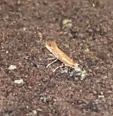 Cremastobombycia solidaginis