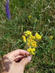 Helichrysum arenarium