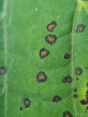 Paracercosporidium microsorum