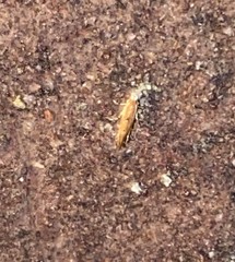 Cremastobombycia solidaginis