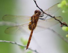 Tauriphila australis