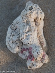 Homotrema rubrum