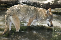 Canis lupus lupus