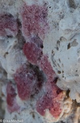 Homotrema rubrum