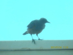 Monticola solitarius