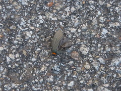 Macrobrochis staudingeri