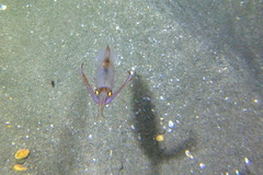 Image of Alloteuthis media