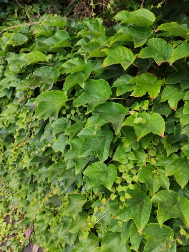 Parthenocissus image