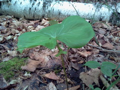 Trillium cernuum