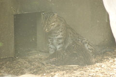 Prionailurus viverrinus