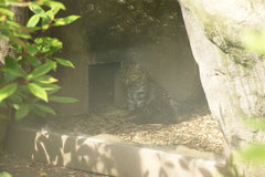 Prionailurus viverrinus