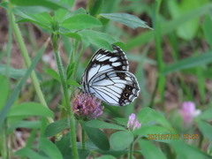 Melanargia epimede