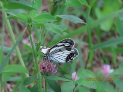 Melanargia epimede