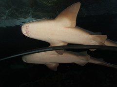 Ginglymostoma