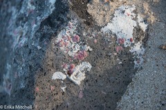 Homotrema rubrum