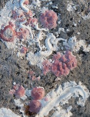 Homotrema rubrum