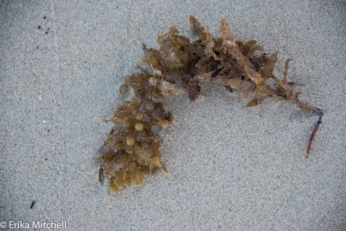 Sargassum polyceratium observed 2018-03-28