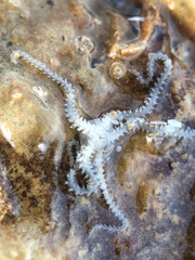 Amphipholis squamata