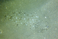 Solea senegalensis