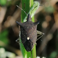 Proxys albopunctulatus