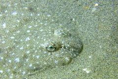 Solea senegalensis