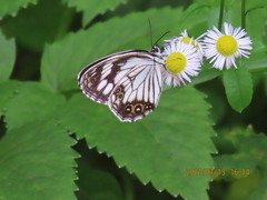 Melanargia epimede