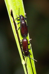 Lasiochila bicolor