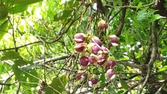 Mucuna macrocarpa