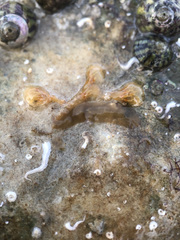 Leptoplana tremellaris