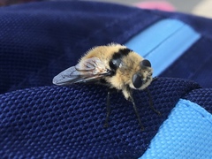 Cephenemyia stimulator