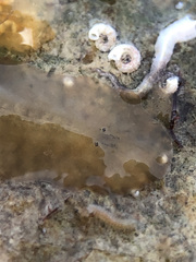 Leptoplana tremellaris