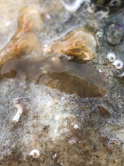 Leptoplana tremellaris