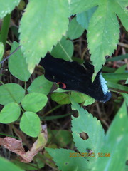 Papilio macilentus