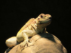 Hydrosaurus pustulatus