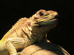 Hydrosaurus pustulatus