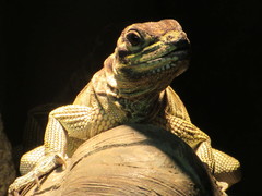 Hydrosaurus pustulatus