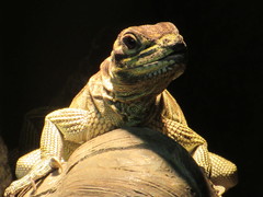 Hydrosaurus pustulatus