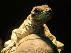 Hydrosaurus pustulatus