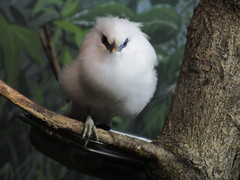 Leucopsar rothschildi