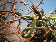Gonyosoma boulengeri