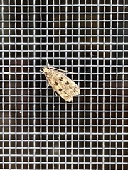 Martyringa latipennis