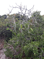 Pseudobombax grandiflorum