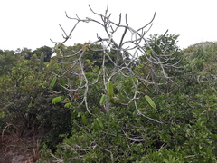 Pseudobombax grandiflorum