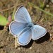 Silvery Blue - Photo (c) blcomegys, some rights reserved (CC BY-NC), uploaded by blcomegys