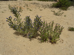 Echium gaditanum