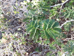 Chloroleucon tortum