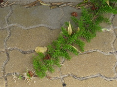 Asparagus densiflorus