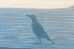 Monticola solitarius