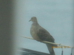 Streptopelia orientalis