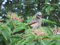 Hypsipetes amaurotis